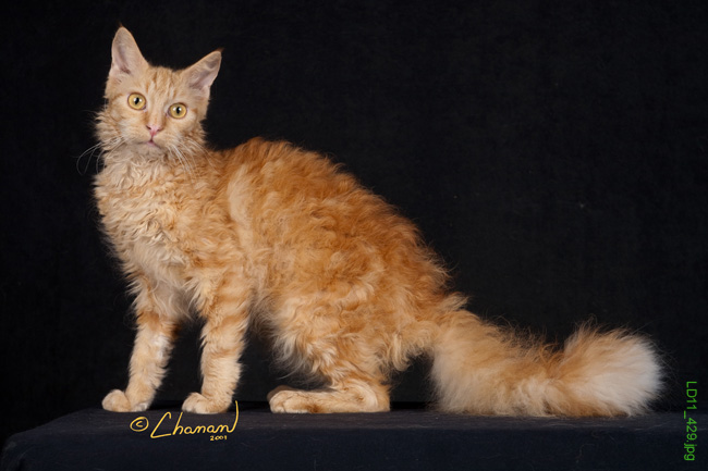 CH Kloshe BC Phoenix of Dennigan