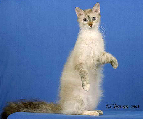 CH Dennigan French Maid of Shoalwater